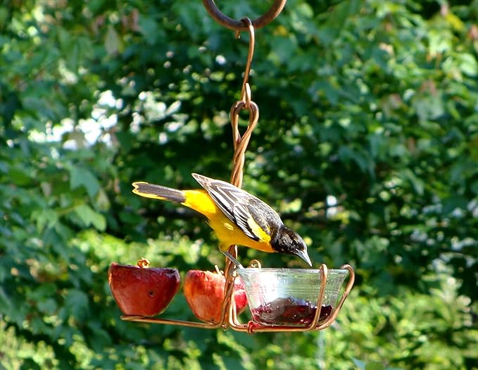 Songbird Essentials SEHHFRJL Fruit and Jelly Oriole Bird Feeder, Copper Hanging Feeder with Glass Jelly Cup and Fruit Spirals
