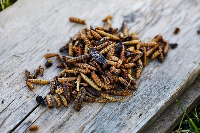 Small Pet Select Grub Bugs, Black Soldier Fly Larvae, Non-GMO, Locally Sourced PNW, 2 lb