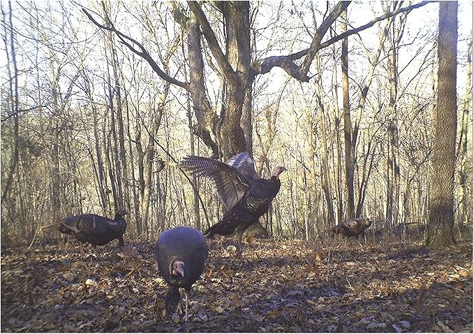 Wild Turkey Scratch Feed Supplement - All Natural Vitamin Fortified w/Oyster Shell Calcium - Game Bird Attractant (18 Pounds)