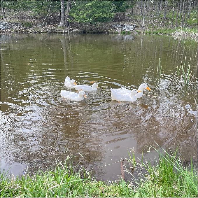 Natural Waterscapes Waterfowl Feed (5 lb) Floating Duck Food | for Wild Ducks, Pet Ducks, Geese, Swans