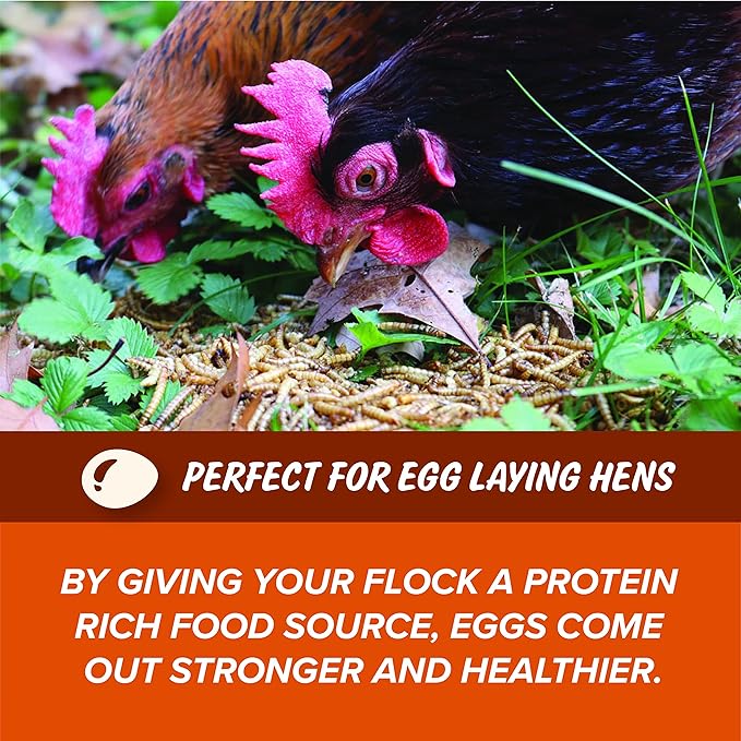 Mann Lake Wonder Grubs 5 lb 100% Non-GMO Dried High-Protein Mealworms- 4 Pack for Chicken, Duck, Wild Bird, Fish, Reptiles, Tortoise, Amphibians, Lizard