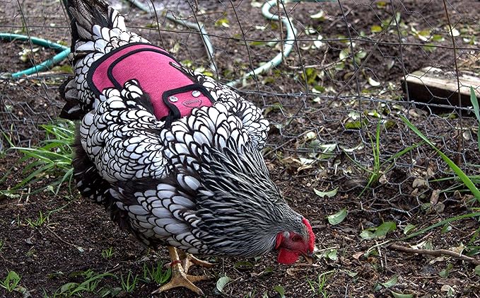 DOWN UNDER OUTDOORS Medium-Large Chicken Saddle with Adjustable Straps, Chicken Apron, Poultry Saver, Pet Supplies, Including Shoulder Cover (Burgundy)