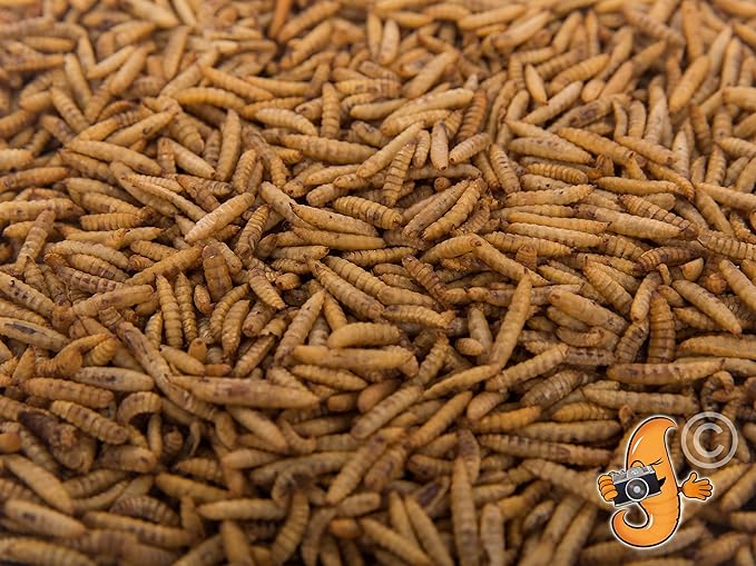 Chubby Dried Black Soldier Fly Larvae | 11 lbs | High Calcium Sustainable Protein Snack for Chickens, Laying Hens, Wild Birds & Reptiles