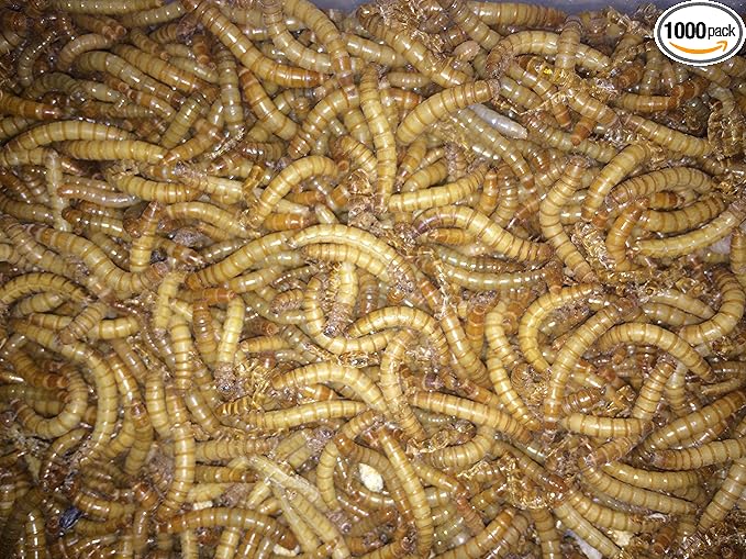 1000ct Live Mealworms, Reptile, Birds, Chickens, Fish Food (Medium)