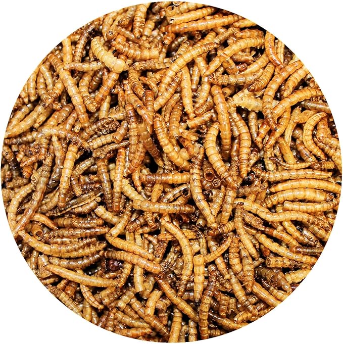 Dried Mealworms Treat (1.41oz.) - 100% Natural, Non-GMO, High Protein, Insect Treat for Chicken, Laying Hen, Chick, Wild Bird, Bluebird, Duck, Goose, Turkey, Chickadee, Titmice, Wren, Reptile, Fish