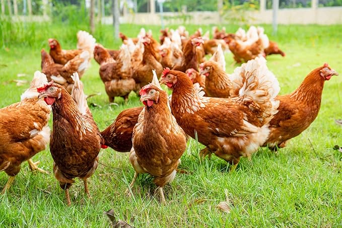 B12 B-12 Liquid 10,000 MCG Supplement for Poultry Birds, Chickens, Hens, Roosters, Pigeons, Ducks, Gooses, Turkeys & All Farm Animals 16oz Vitamin Drinking Water Additive (Chicken Farm Booster)