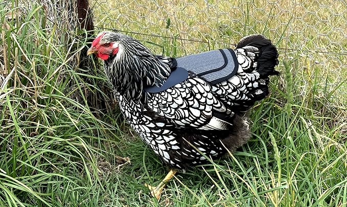 DOWN UNDER OUTDOORS Chicken Saddle with Adjustable Straps for Medium and Large Hens, Chicken Apron, Poultry Saver, Pet Supplies, Including Shoulder Cover (Grey Mesh)