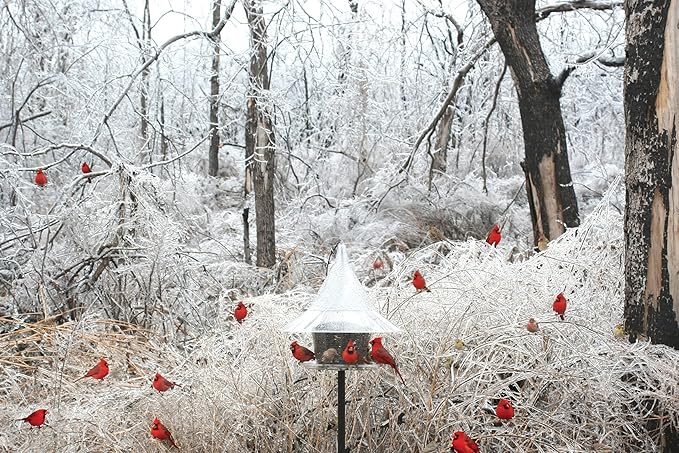 SKY CAFE - Squirrel Proof Bird Feeder for Outside - Large, 17 in. Diameter, 1.5 Gallon Birdseed Capacity - Made in USA by Arundale (Crystal Clear) - Free Mug
