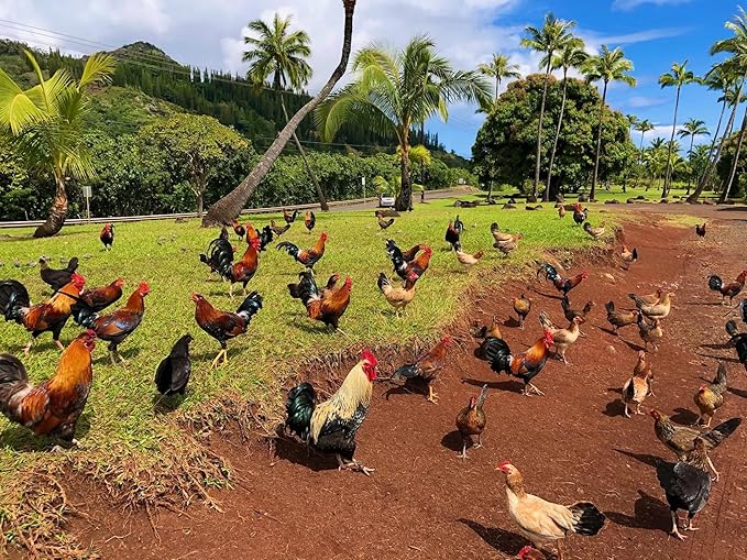 GALLOVITA for Roosters 100 Tablets Vitamins Minerals Aminoacids for Rooster Hens Chickens Gamefowl