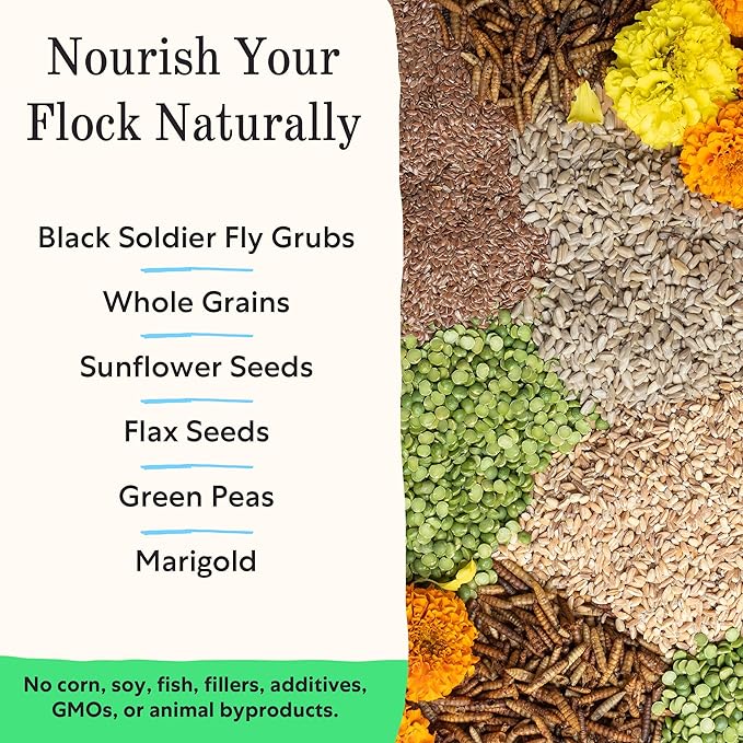 Grubbly Farms Fresh Pecks Layer Chicken Feed Textured Mix - 16% Layer Feed for 20+ Week Old Hens, Batams, and Larger Breeds - Contains Black Soldier Fly Grubs - No Soy, Corn, or Fish - 30 lb Bag
