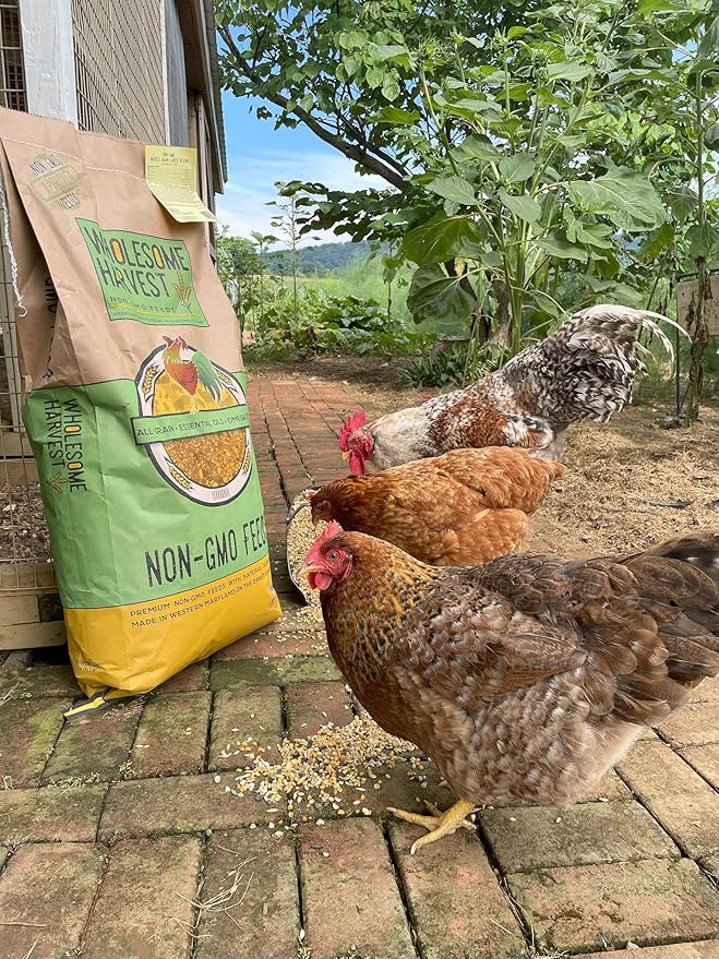 Non-GMO Soy-Free All Flock Feed Whole Grain 40 lbs for Duck, Turkey, Geese and Chicken Feed