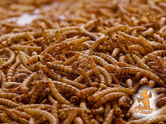 Chubby Dried Mealworms | 55 lbs | High-Protein Non-GMO Treats for Chickens, Ducks, Wild Birds & Backyard Pets