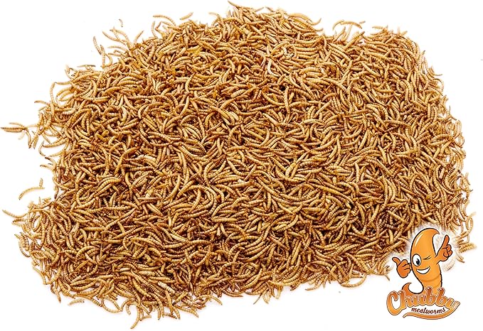 Chubby Dried Mealworms | 33 lbs | High-Protein Non-GMO Treats for Chickens, Ducks, Wild Birds & Backyard Pets