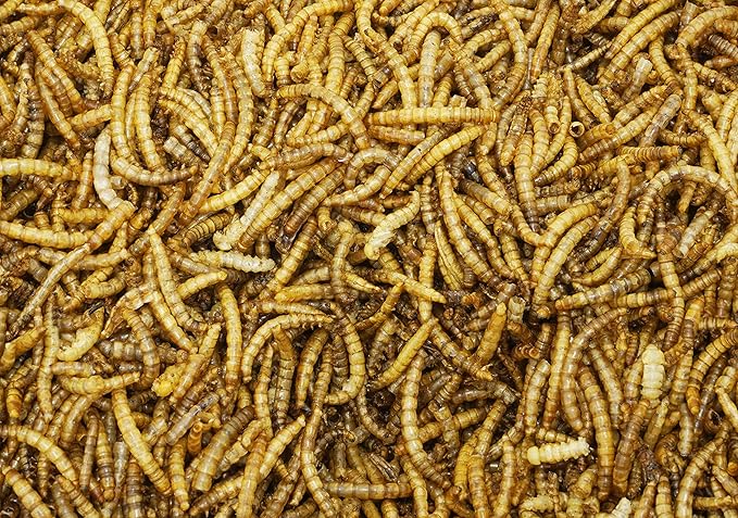 Mann Lake Wonder Grubs 5 lb 100% Non-GMO Dried High-Protein Mealworms- 4 Pack for Chicken, Duck, Wild Bird, Fish, Reptiles, Tortoise, Amphibians, Lizard